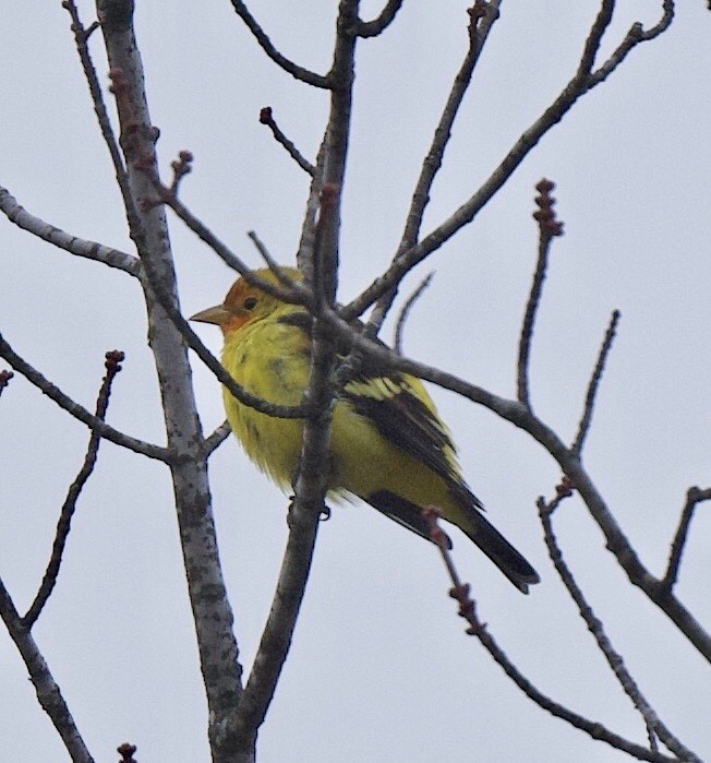 Western Tanager - ML190232641