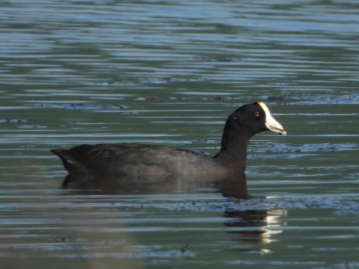 American Coot (White-shielded) - ML190233711
