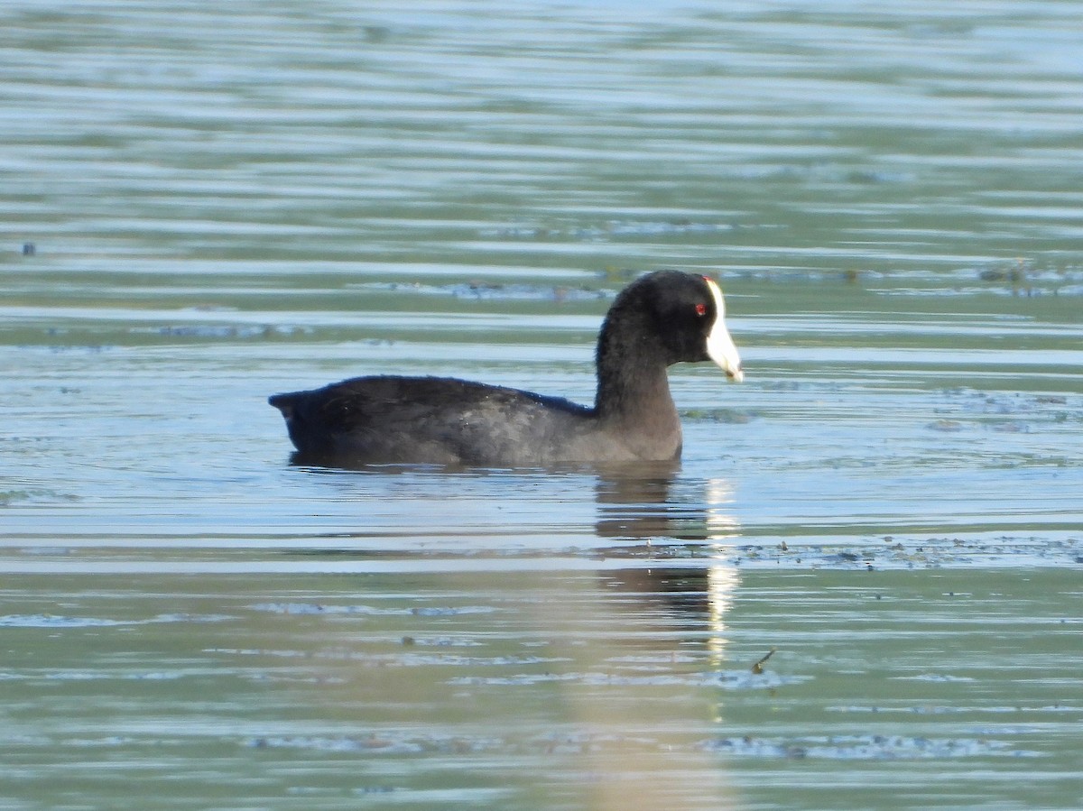 American Coot (White-shielded) - ML190233721