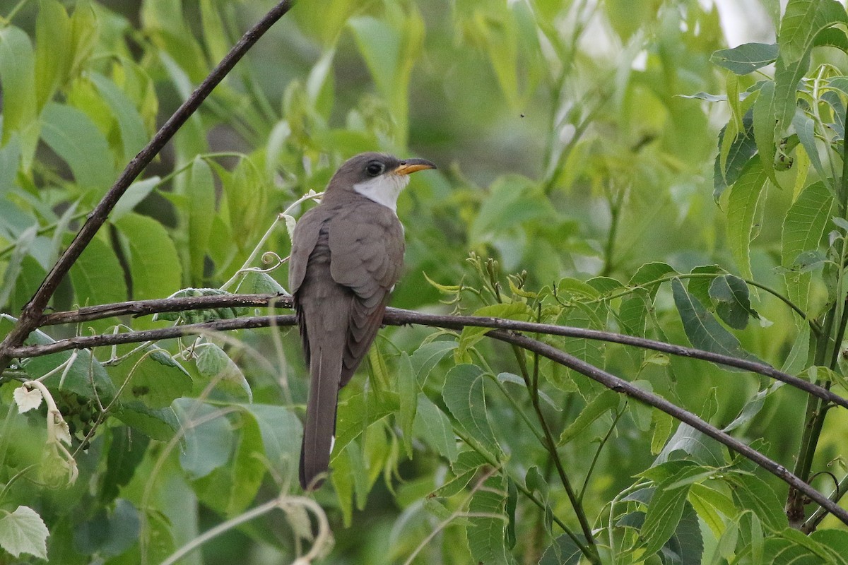 Yellow-billed Cuckoo - Don Brode