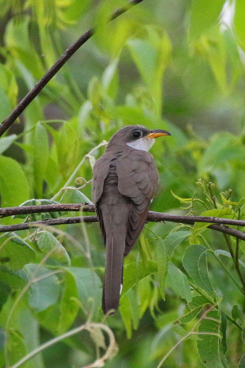 Yellow-billed Cuckoo - Don Brode
