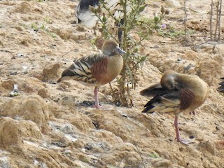 Plumed Whistling-Duck, ML190240781