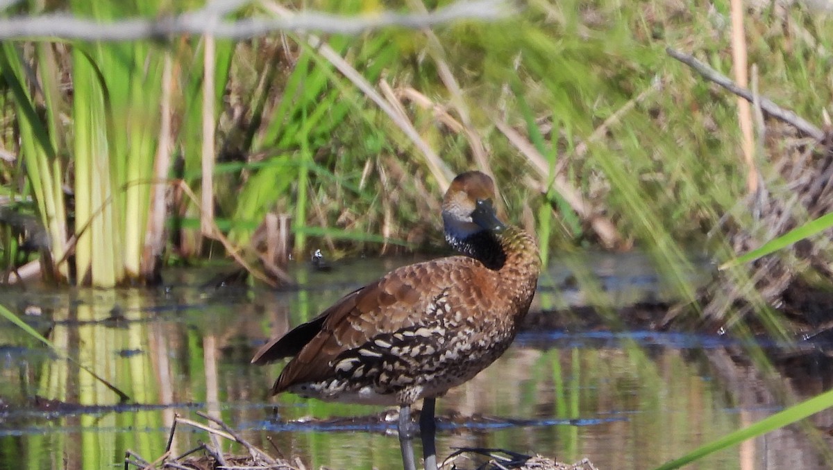West Indian Whistling-Duck - Marie Furnish