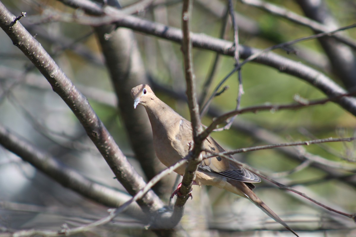eBird Checklist 3 Nov 2019 Backyard, Goldsboro 23 species