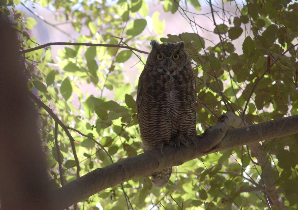 Great Horned Owl - ML190246651