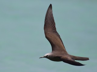  - Brown Noddy