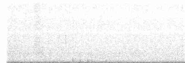 Western Grebe - ML190248951