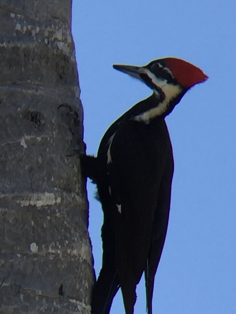 Pileated Woodpecker - ML190249451