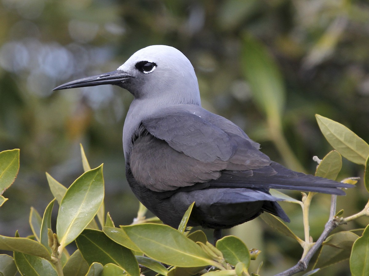 Lesser Noddy - Anous tenuirostris - Birds of the World