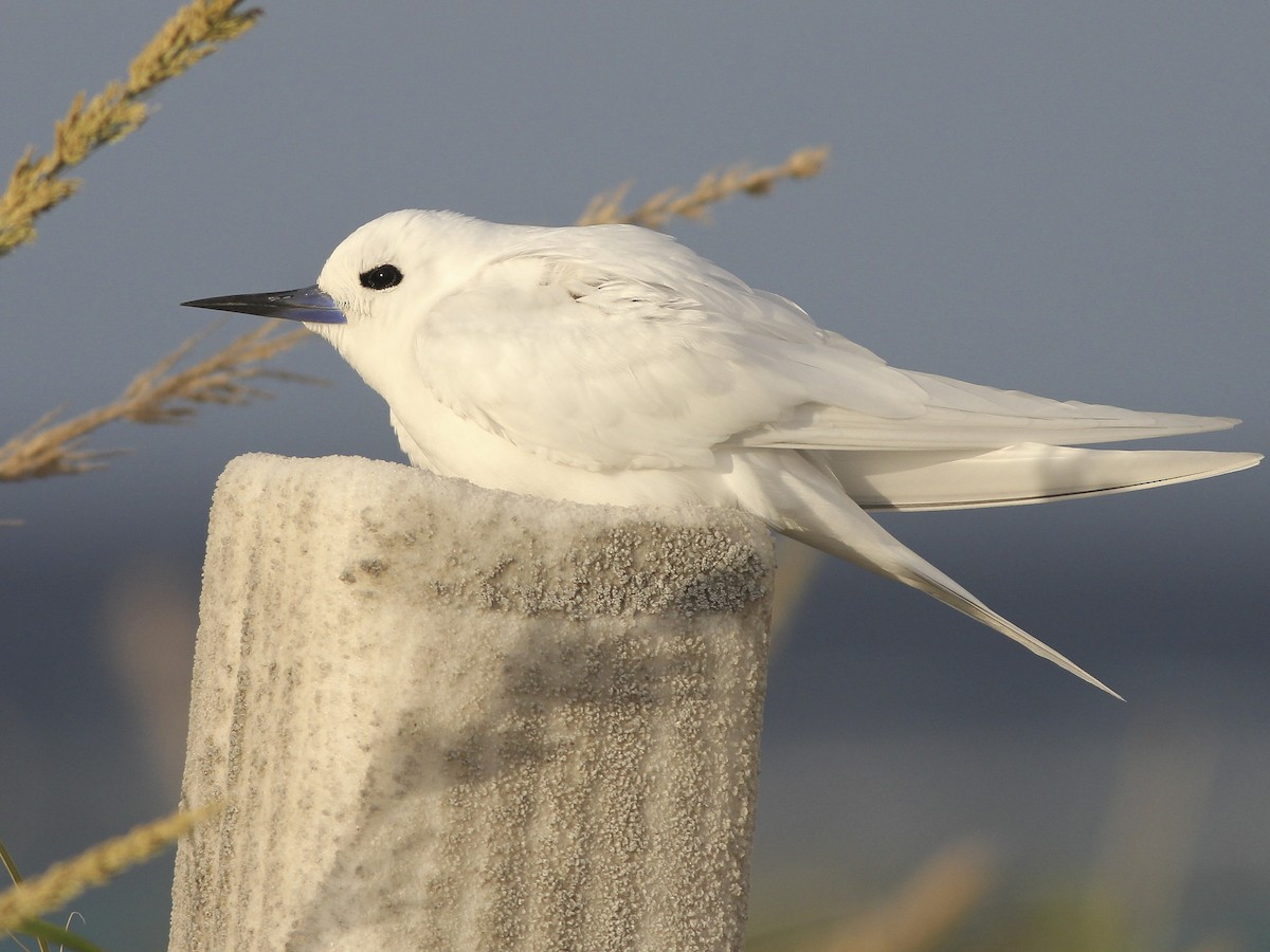 シロアジサシ Ebird