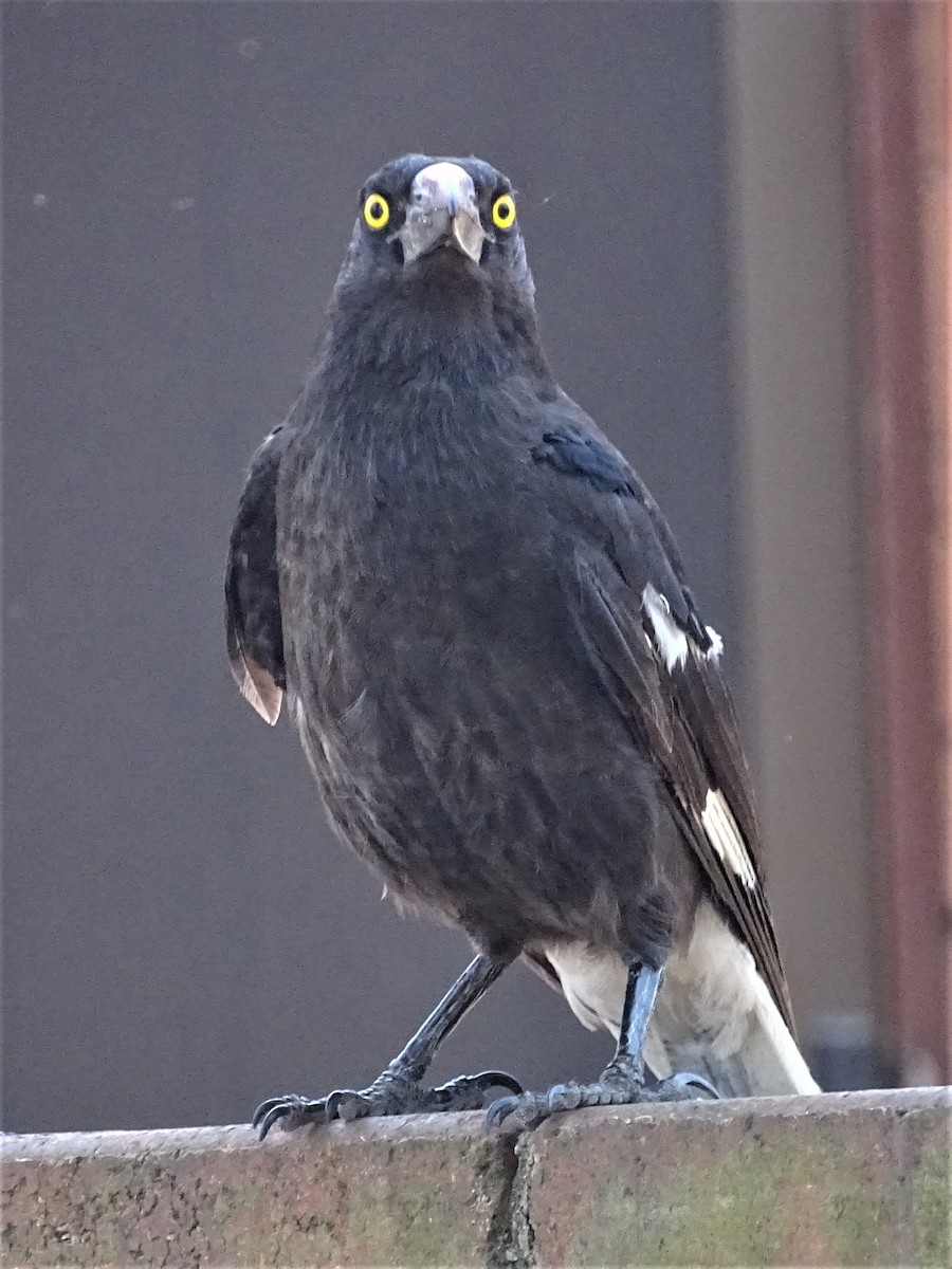 Pied Currawong - ML190251581