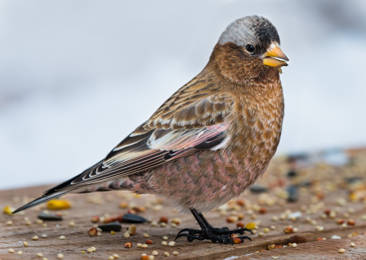 Gray-crowned Rosy-Finch - ML190254611