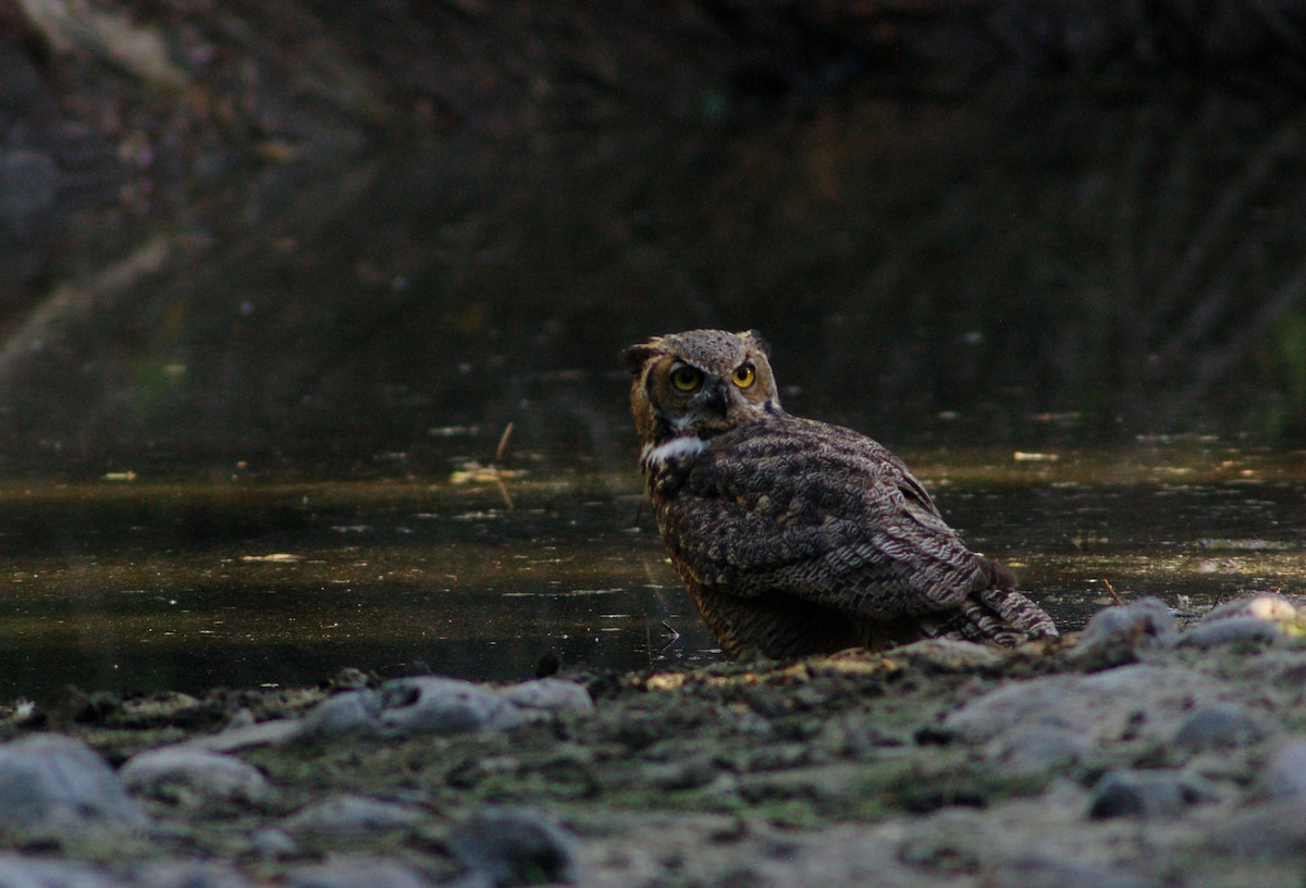 Great Horned Owl - ML190254721