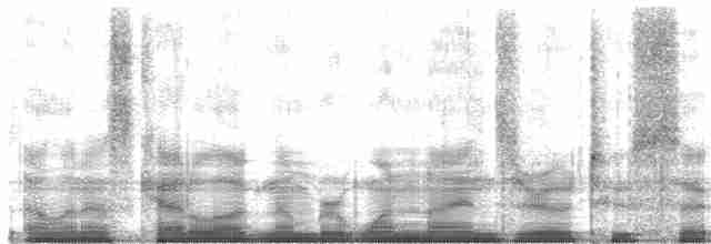 Band-winged Nightjar (longirostris) - ML19026