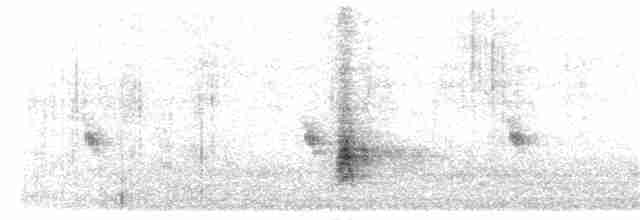 pěnkavice šedohlavá (ssp. umbrina) - ML190264821