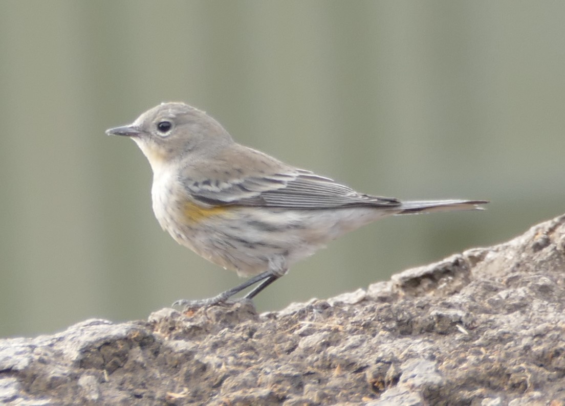 Yellow-rumped Warbler - Kitty ONeil