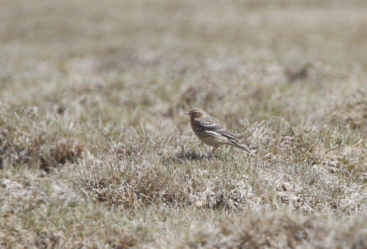 Red-throated Pipit - Tuvshintugs Sukhbaatar