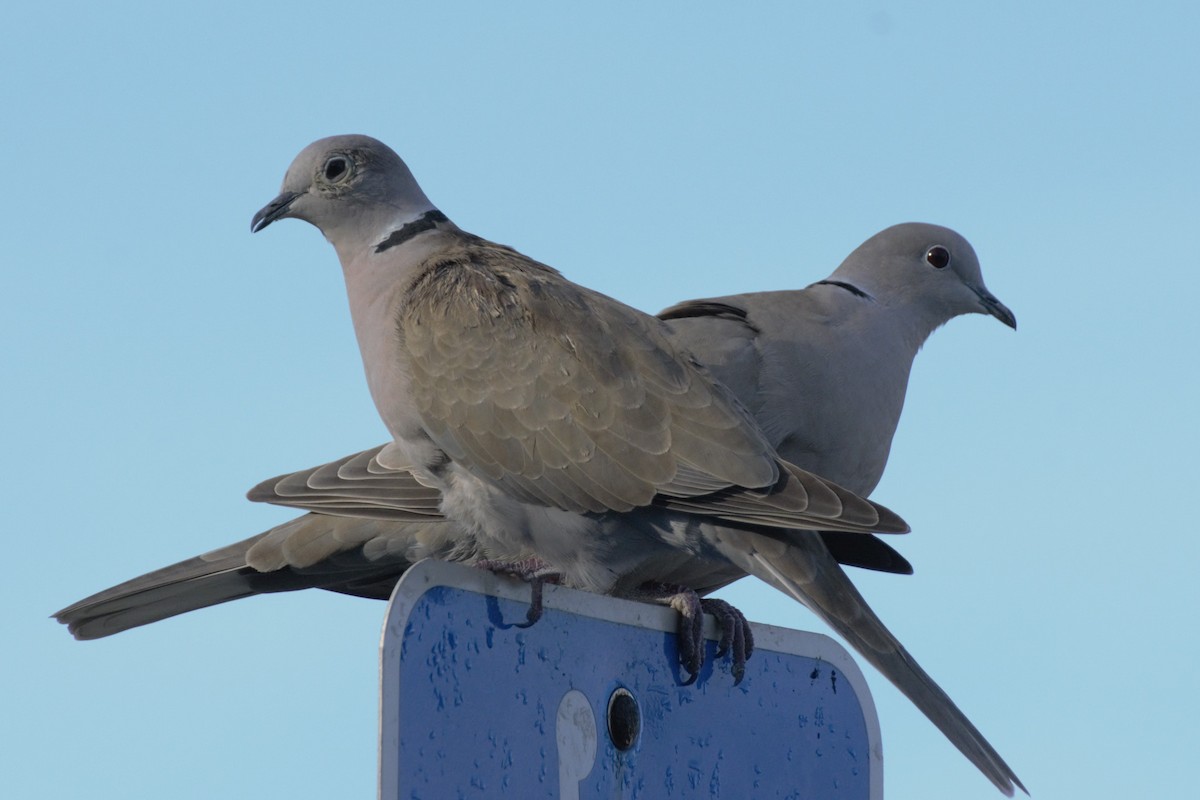 Eurasian Collared-Dove - Ann Satterfield