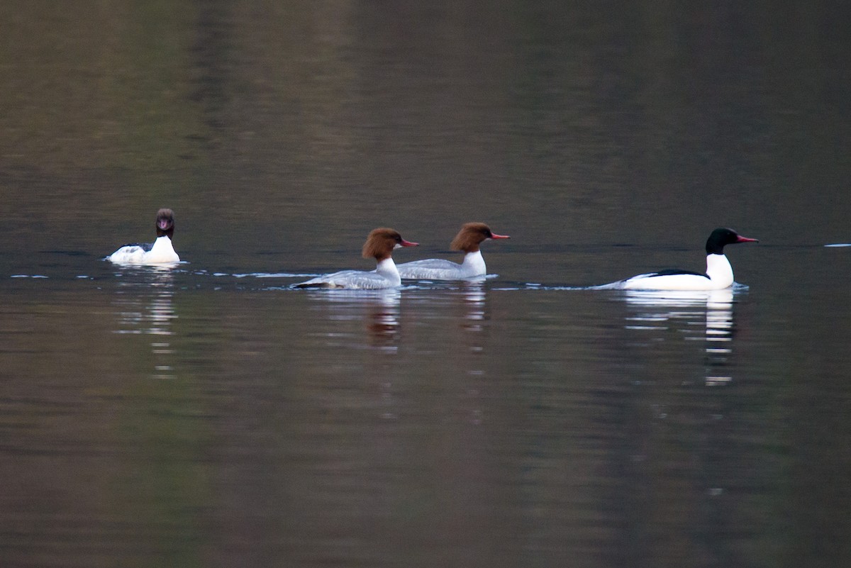 Common Merganser - Brian Carruthers