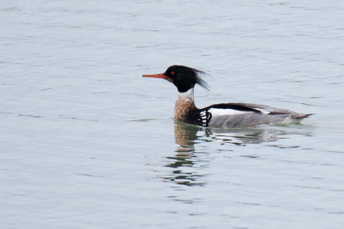 Red-breasted Merganser - Brian Carruthers