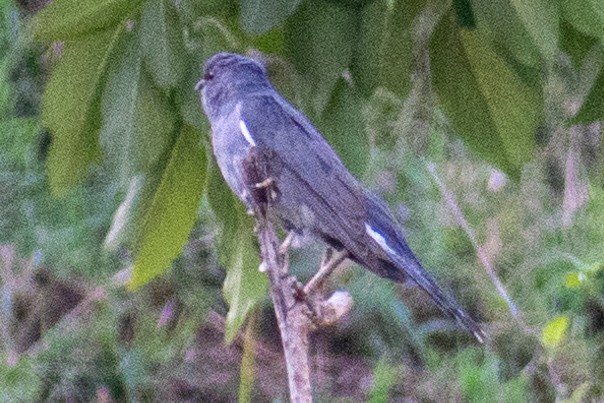 Gray-bellied Cuckoo - Dr. Pankaj Chibber