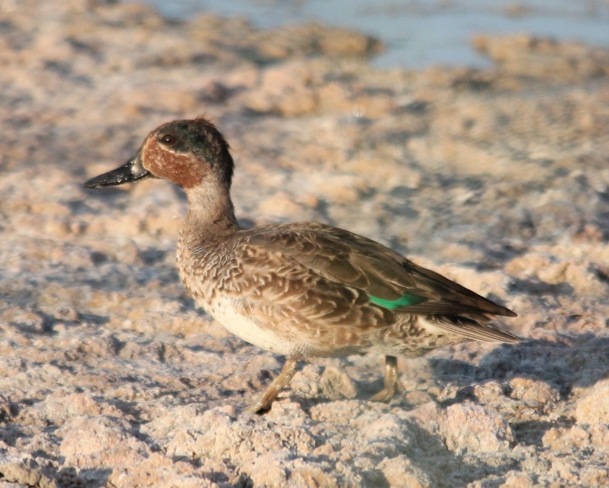 Green-winged Teal - ML190278281