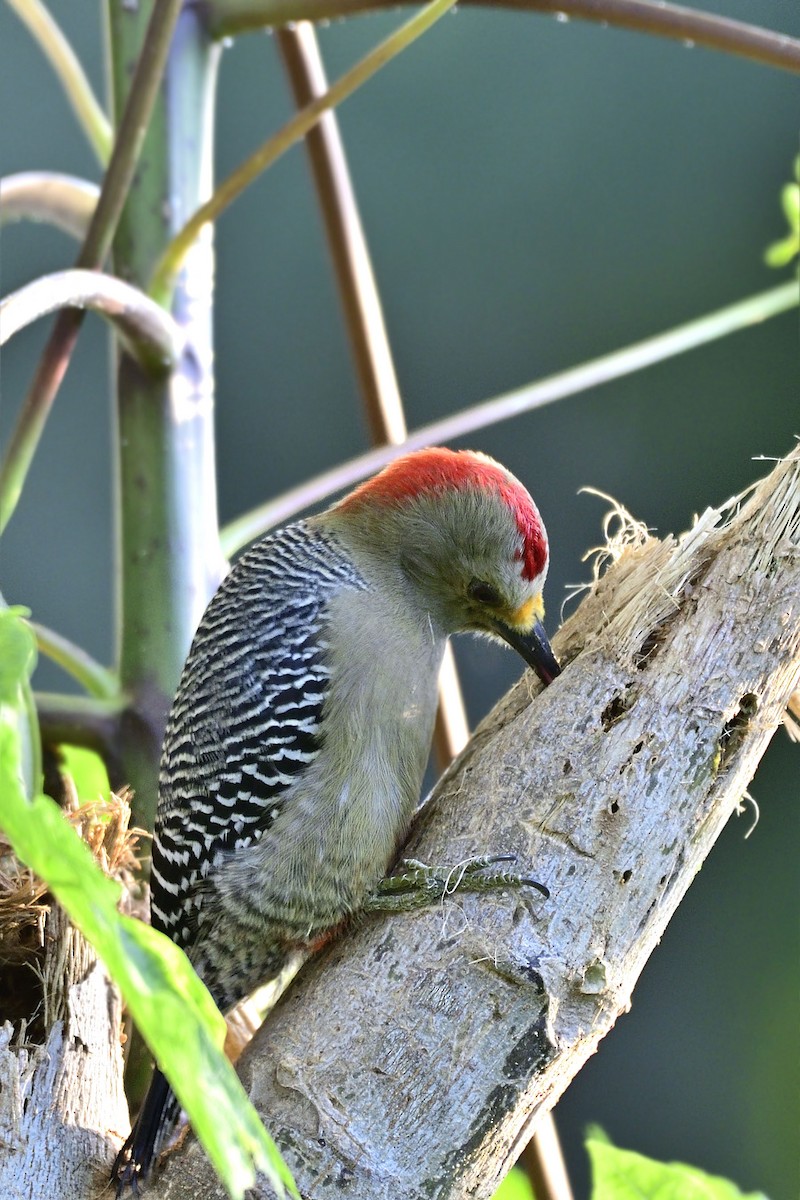 Yucatan Woodpecker - ML190280841