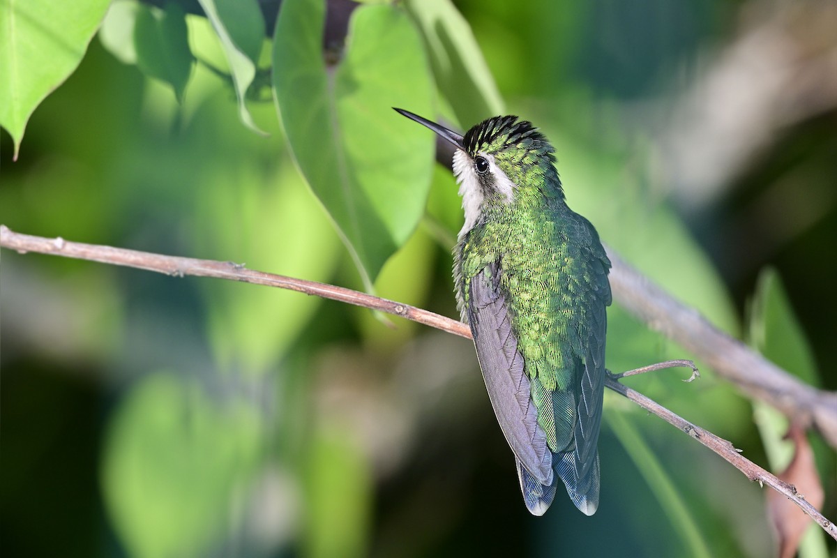 kolibřík cozumelský - ML190281001