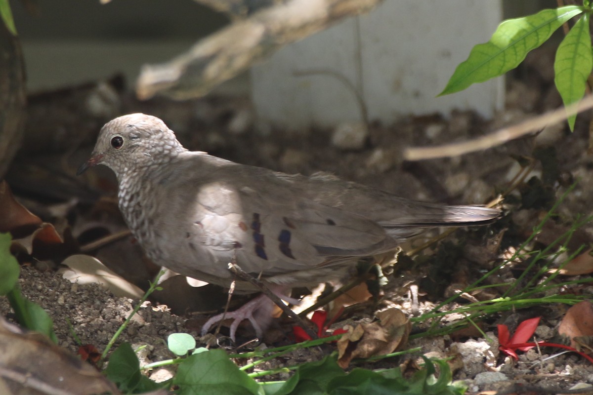 Common Ground Dove - Don Brode