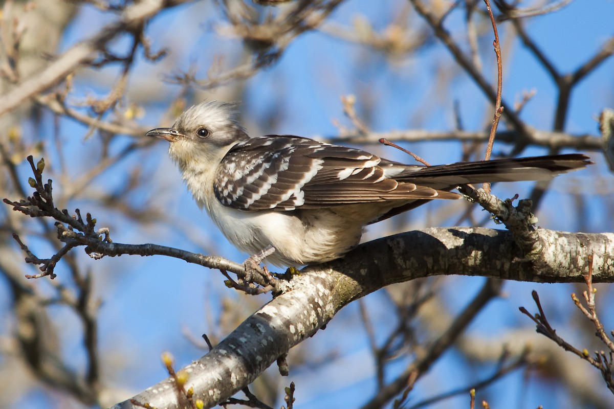 Great Spotted Cuckoo - ML190285161