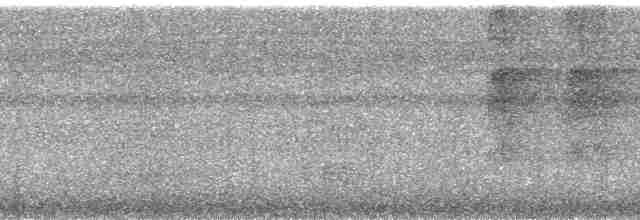Kara Karınlı Sincap Guguğu - ML190288