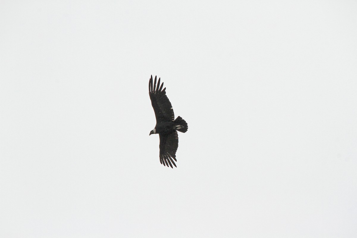 Andean Condor - Garth V. Riley