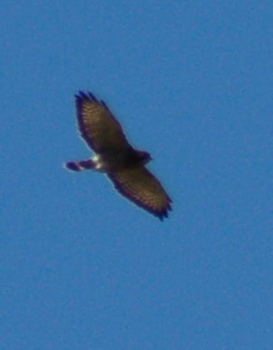 Broad-winged Hawk - ML190292691