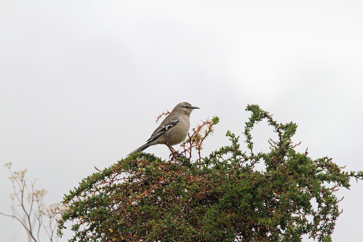 Patagonian Mockingbird - ML190293081