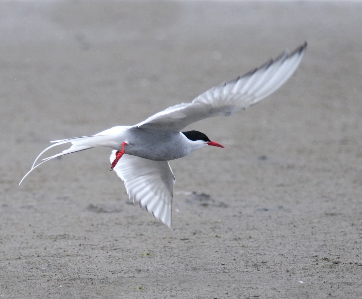 Arctic Tern - Steven Mlodinow