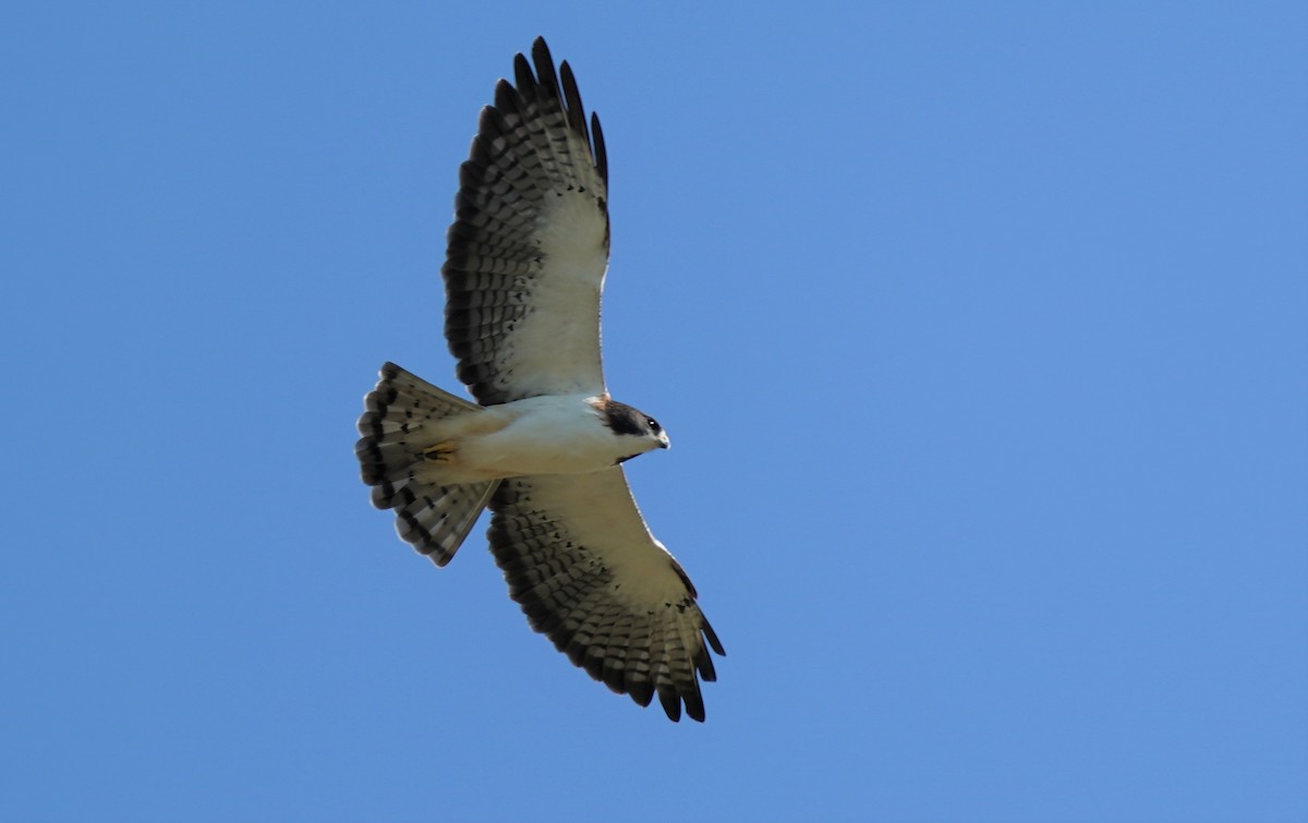 Short-tailed Hawk - Sunil Thirkannad