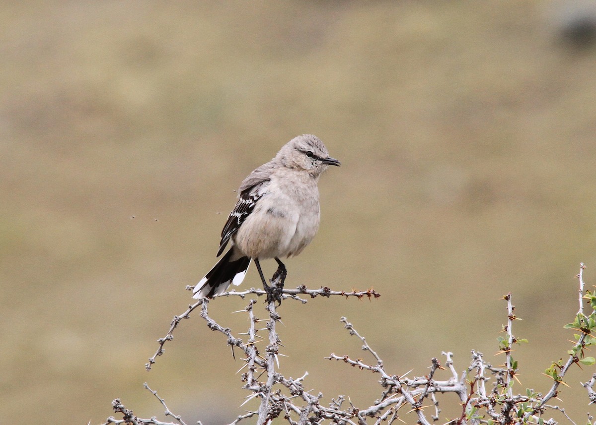 Patagonian Mockingbird - ML190299461