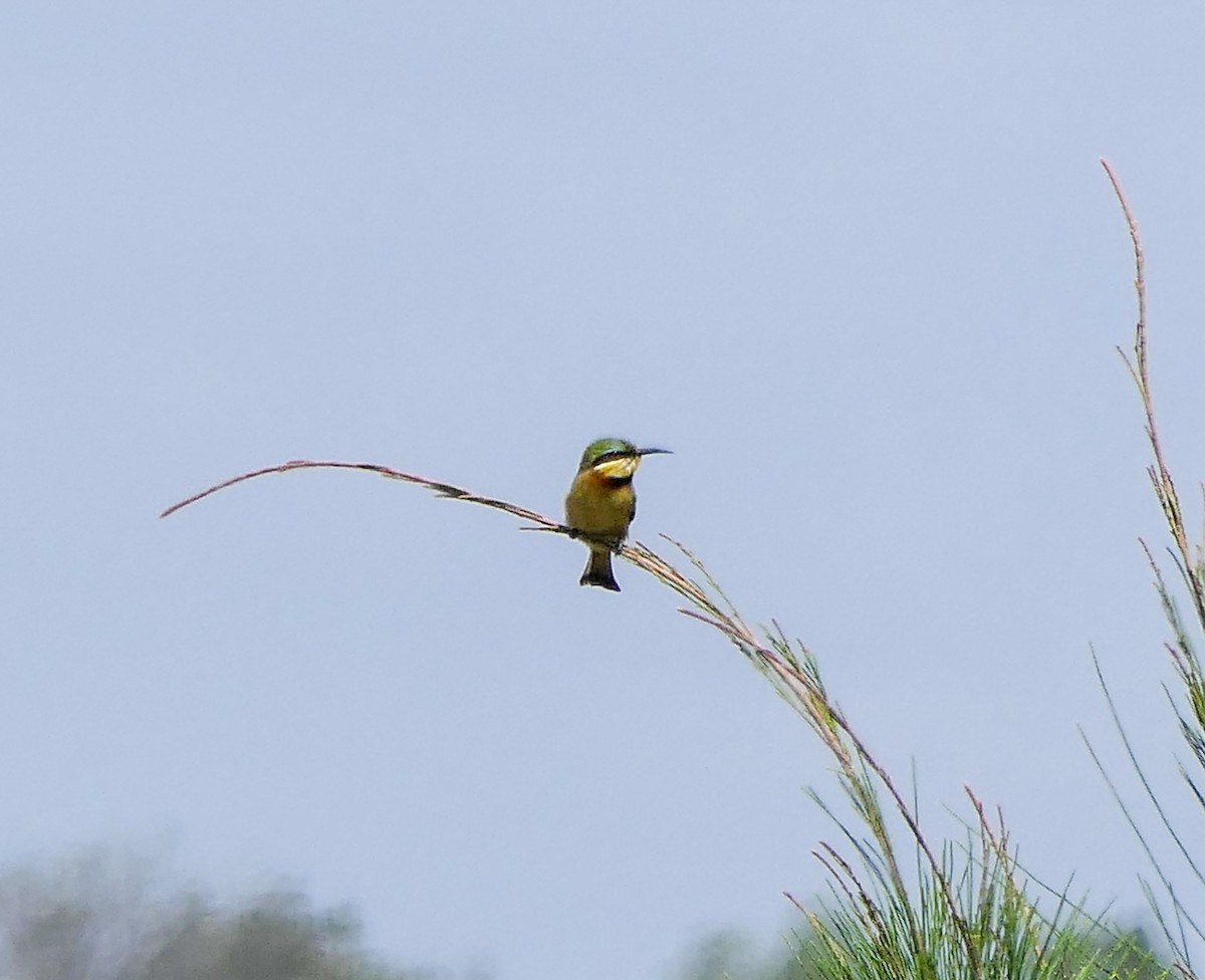 Little Bee-eater - Randall Siebert