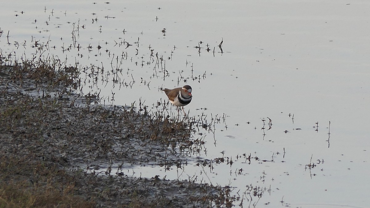 Three-banded Plover - ML190303781