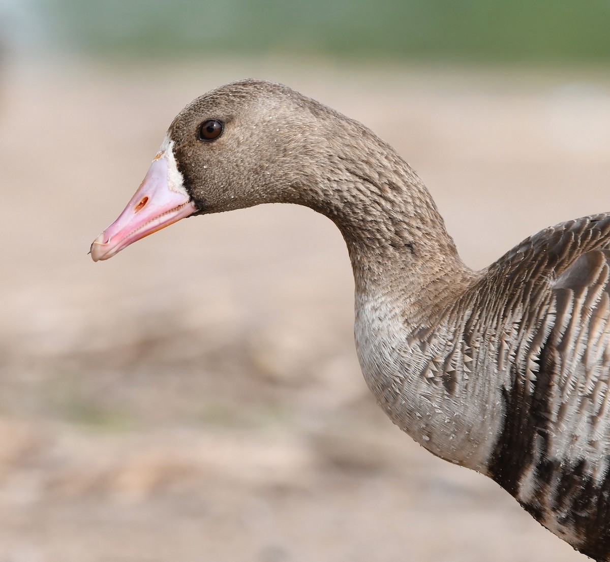 Greater White-fronted Goose - Jack  Bushong