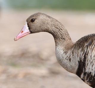 Greater White-fronted Goose, ML190305681