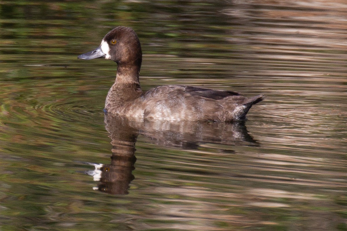 Lesser Scaup - Will Chatfield-Taylor