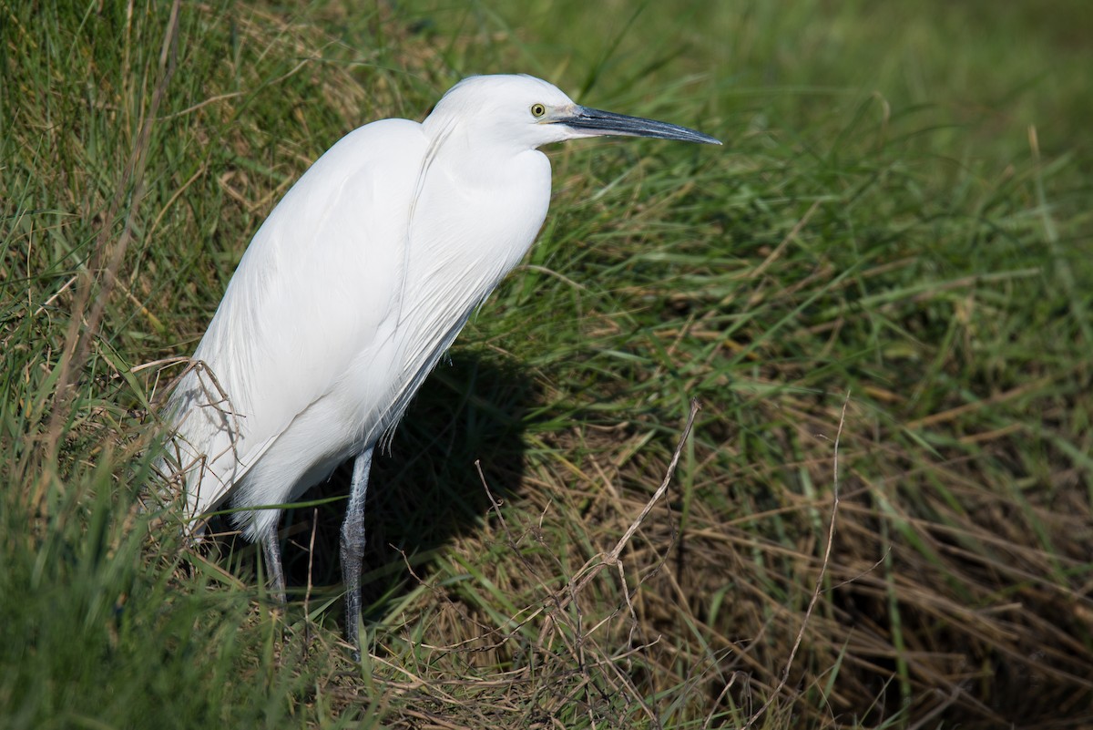 Little Egret - Brian Carruthers