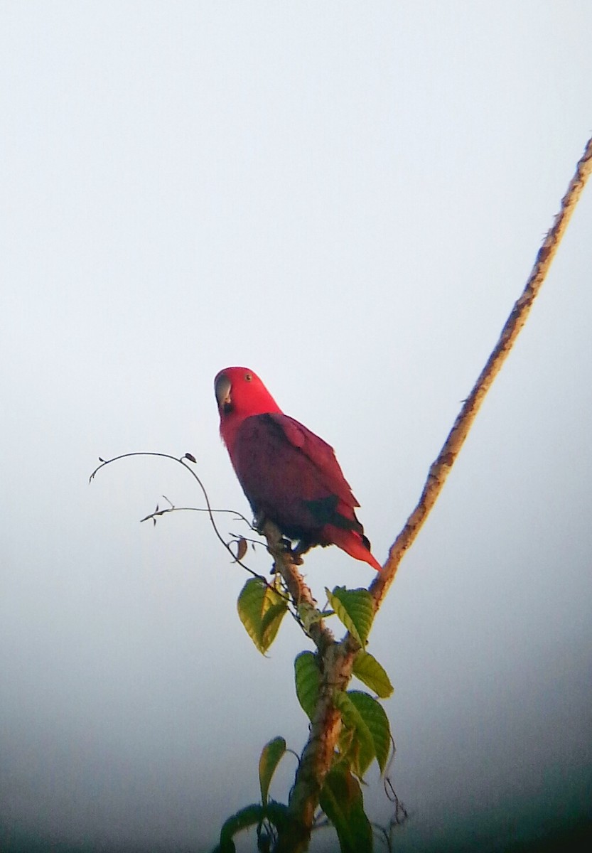 Papua Eklektus Papağanı - ML190308861
