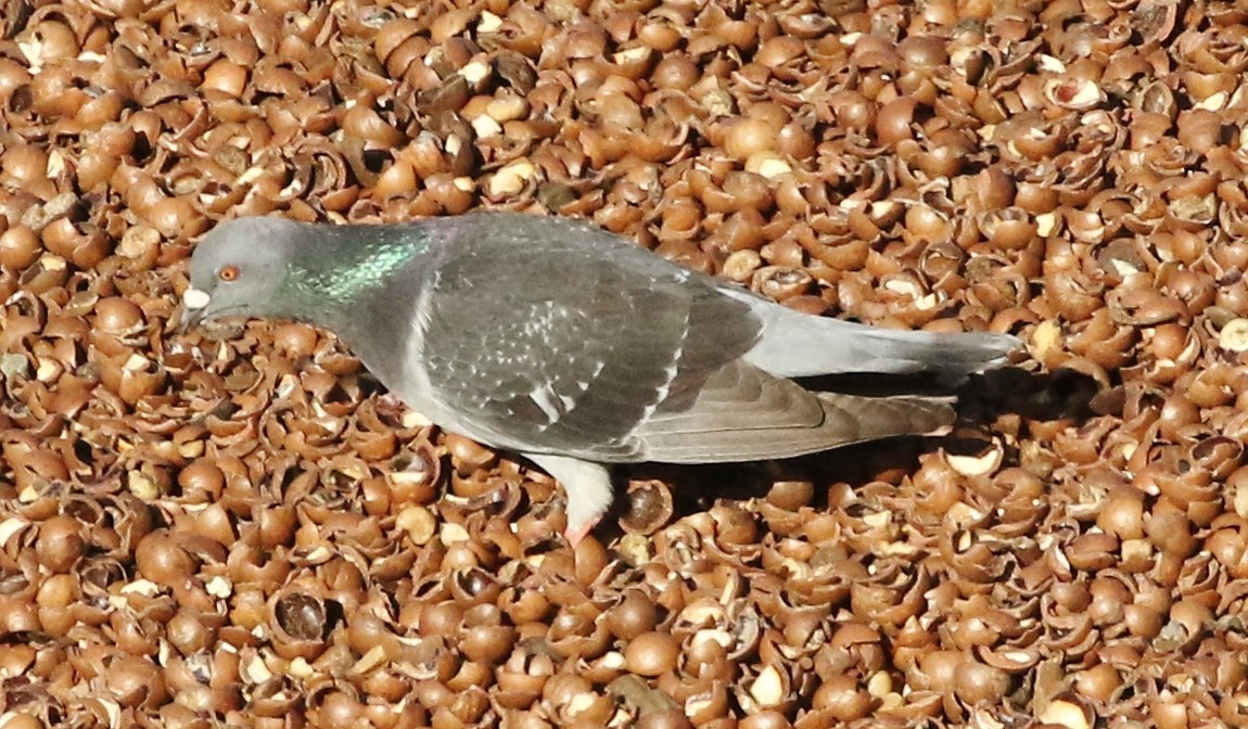 Rock Pigeon (Feral Pigeon) - ML190310611