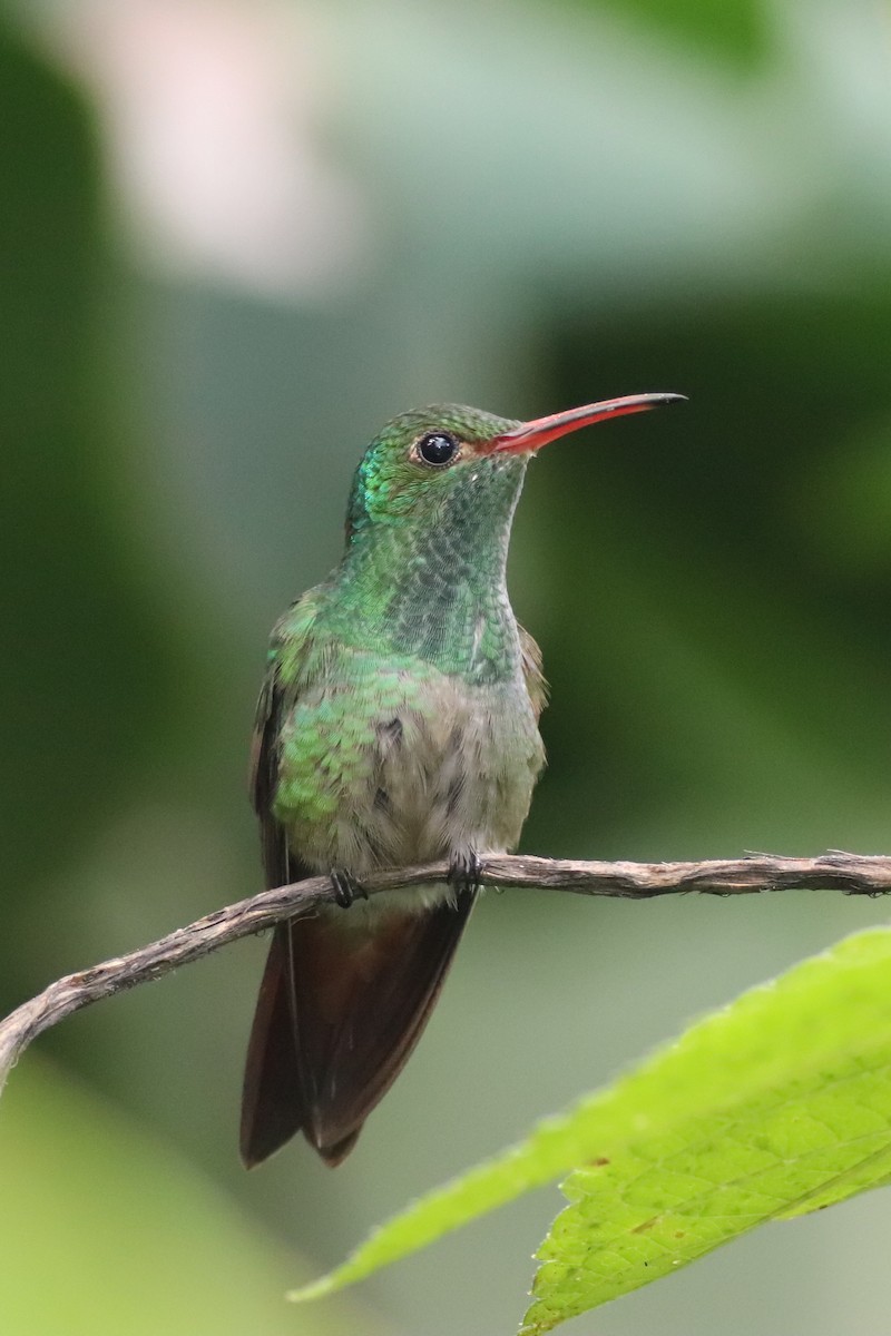 Rufous-tailed Hummingbird - Marissa Buschow
