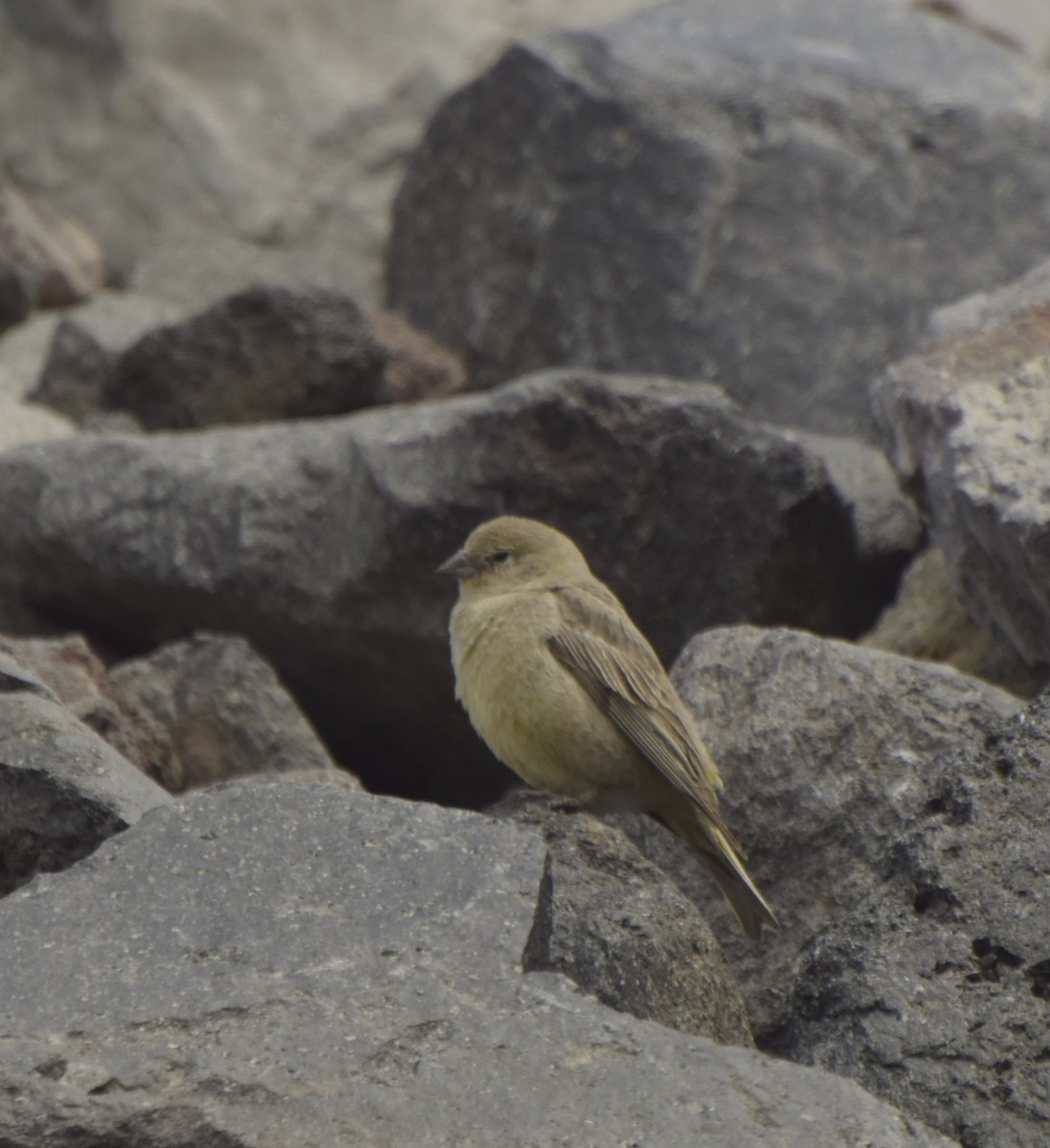 Greater Yellow-Finch - ML190315091
