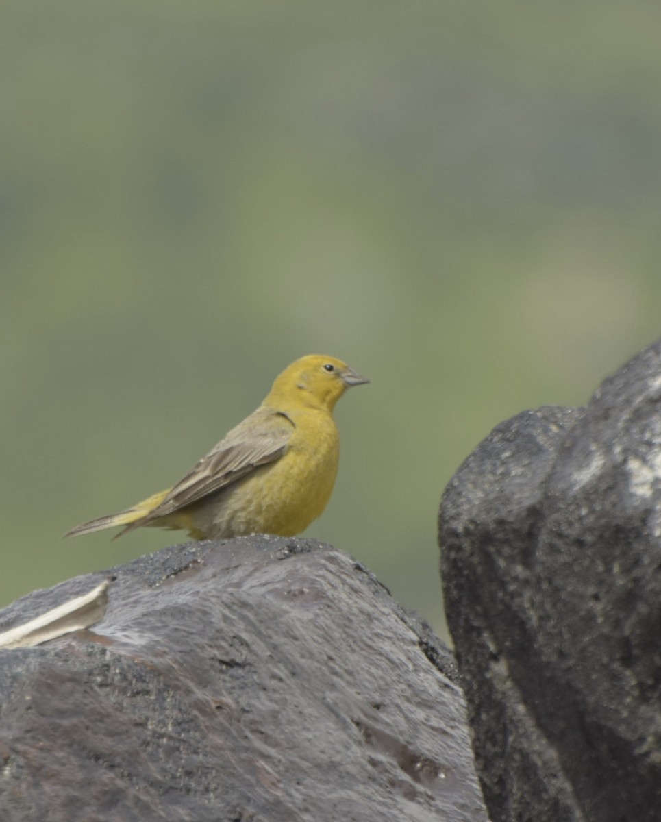 Greater Yellow-Finch - Juan Gaete