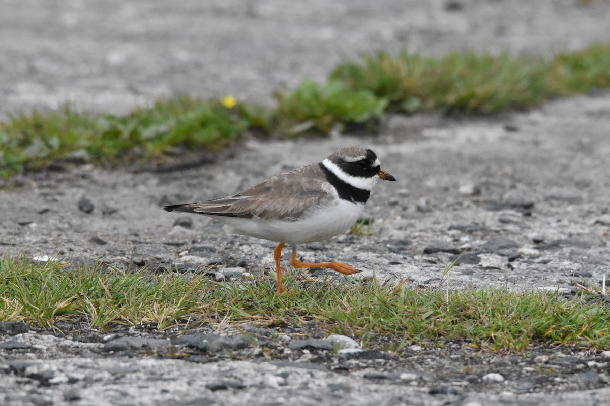 Common Ringed Plover - ML190317681