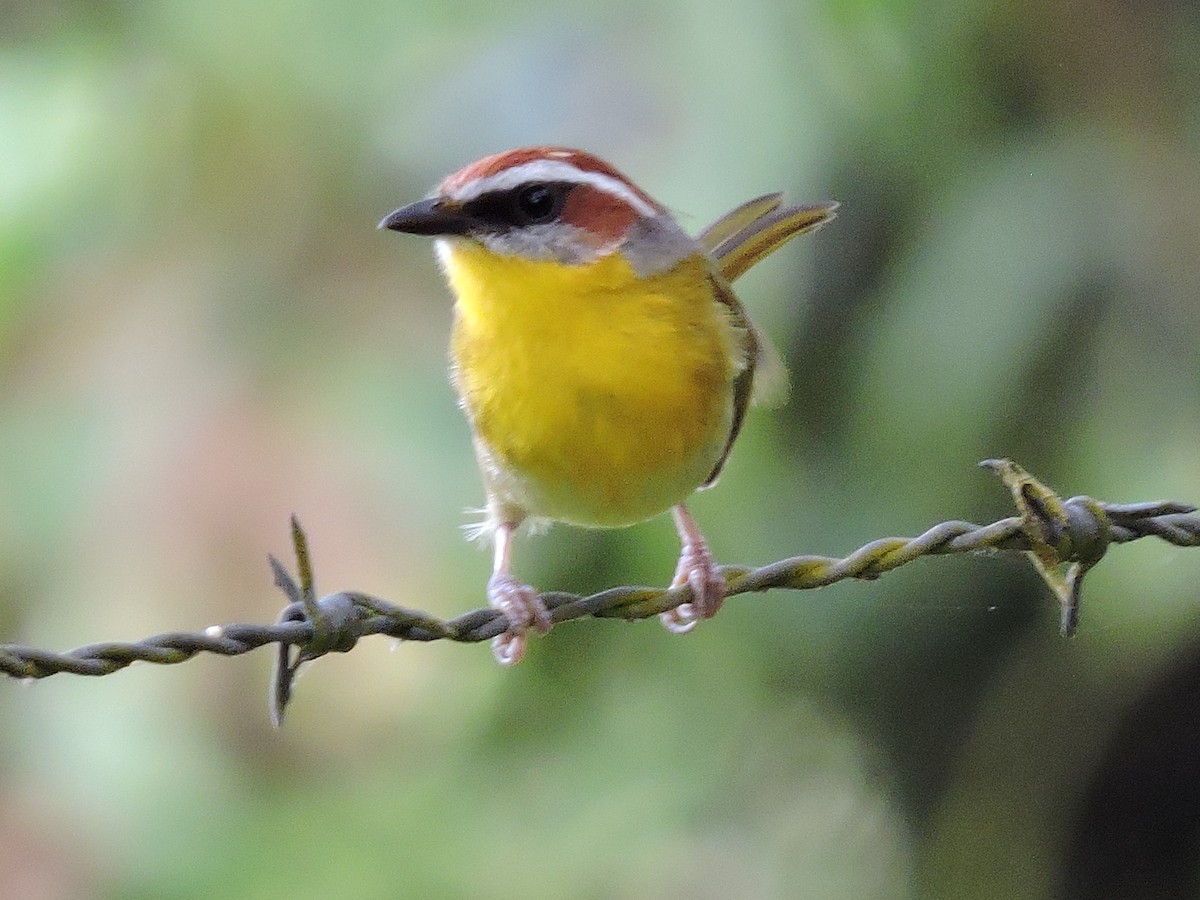 Rufous-capped Warbler - ML190317721